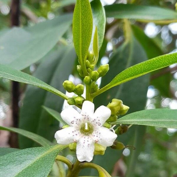 Myoporum laetum Flor