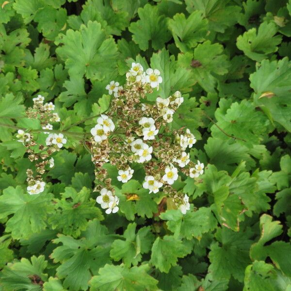 Boykinia aconitifolia Flower