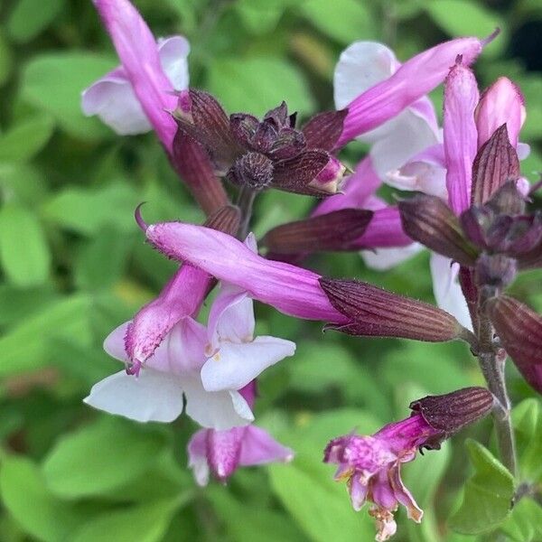 Salvia involucrata Цвят