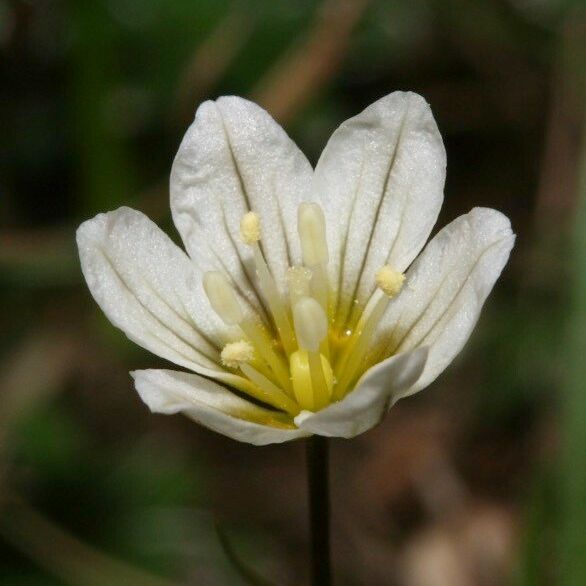 Gagea serotina Flower