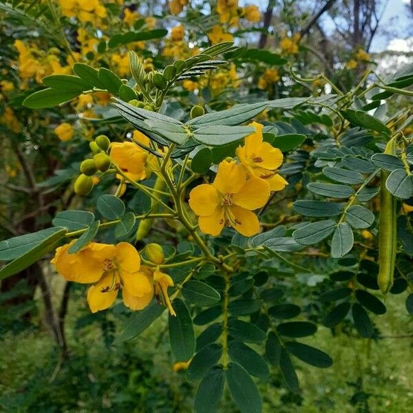 Senna multiglandulosa Flor