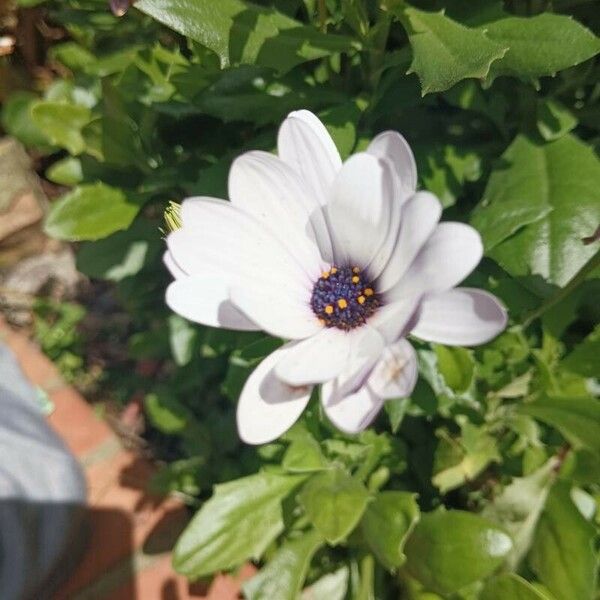 Dimorphotheca pluvialis Flower