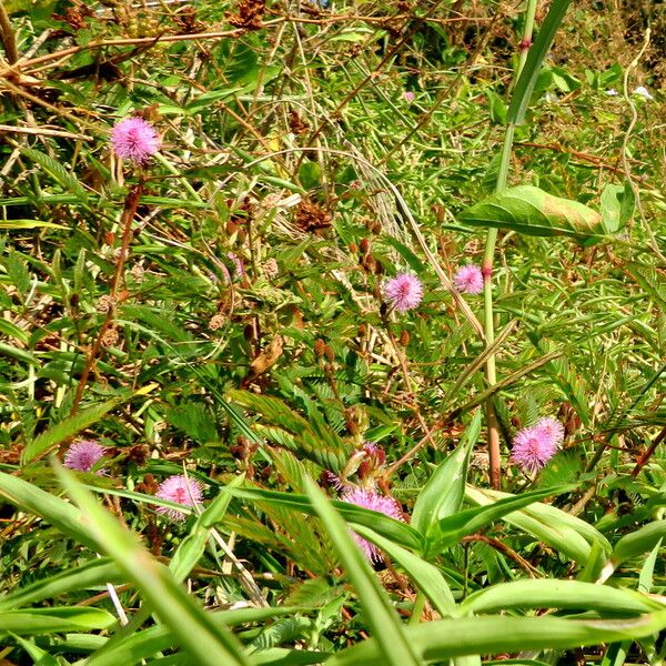 Mimosa pudica Natur