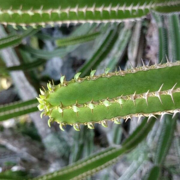 Euphorbia avasmontana Ŝelo