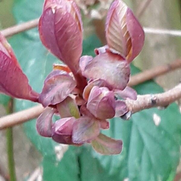 Cotinus coggygria Blatt