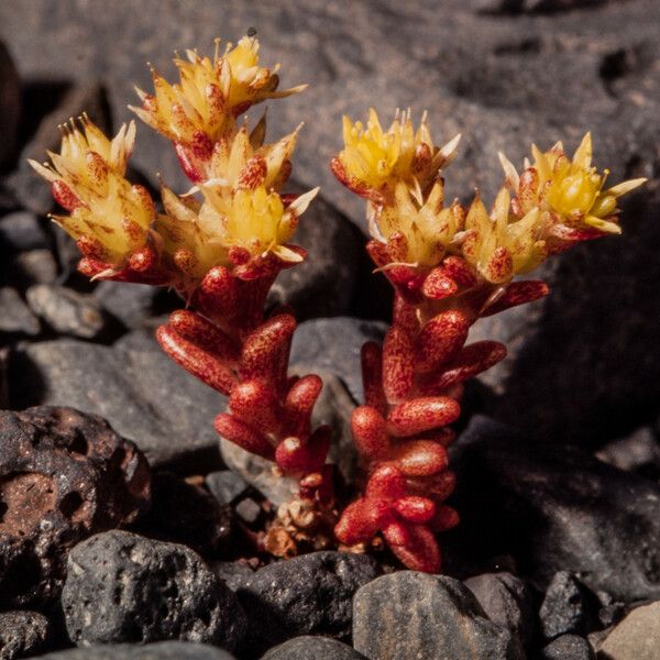 Sedum annuum Çiçek