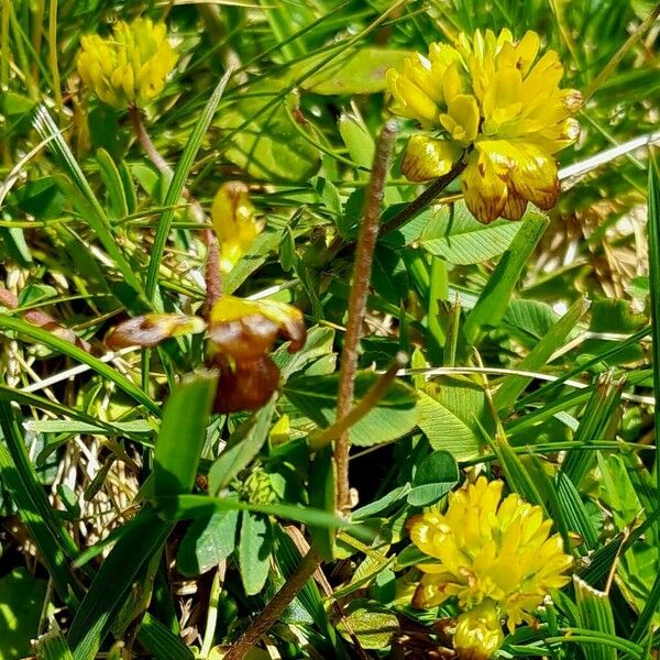Trifolium badium Cvet