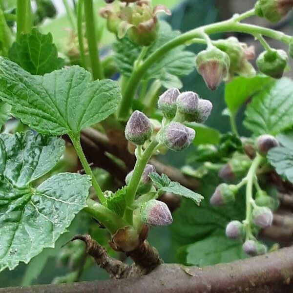 Ribes nigrum Flower