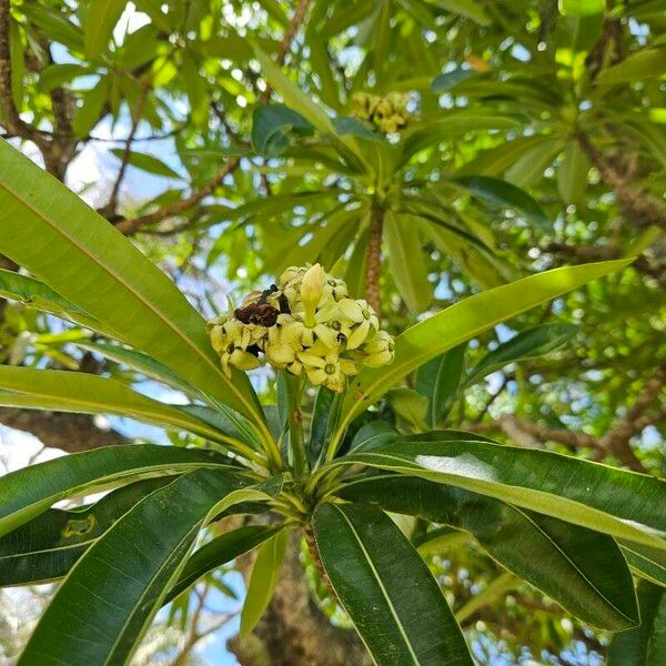 Cerbera manghas പുഷ്പം