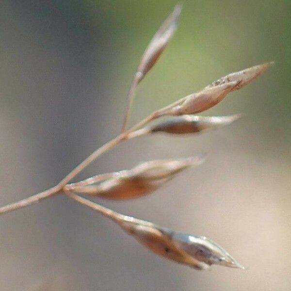 Agrostis stolonifera 果實