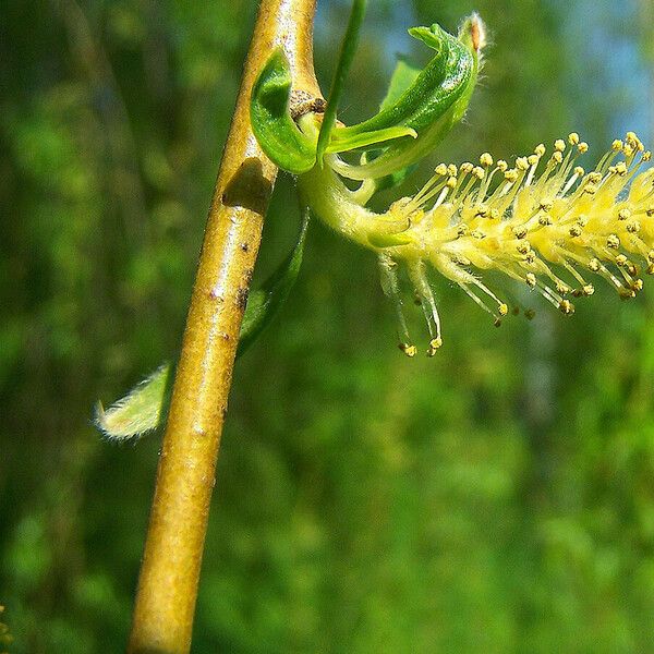Salix babylonica Rusca