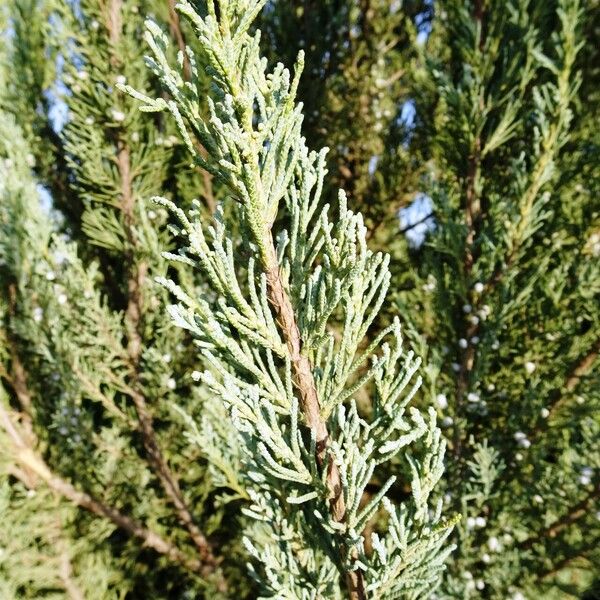 Juniperus scopulorum Frunză