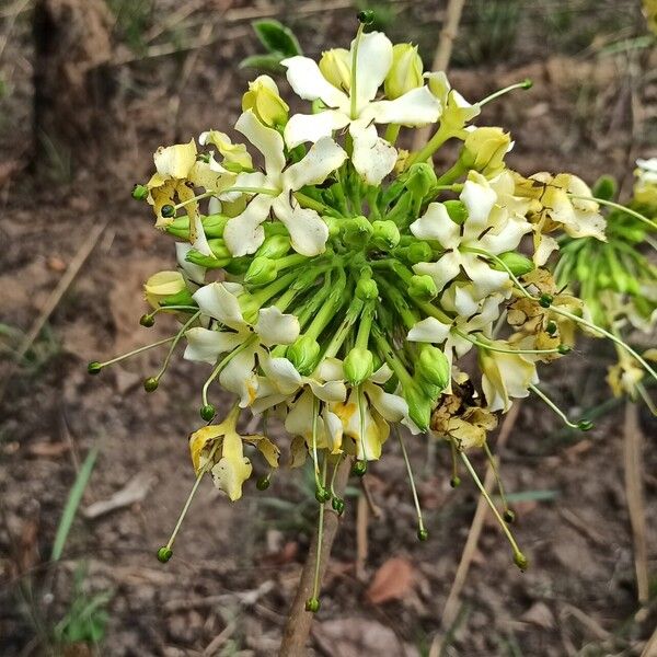 Macrosphyra longistyla Blüte