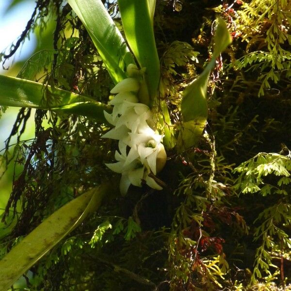 Angraecum bracteosum Fleur