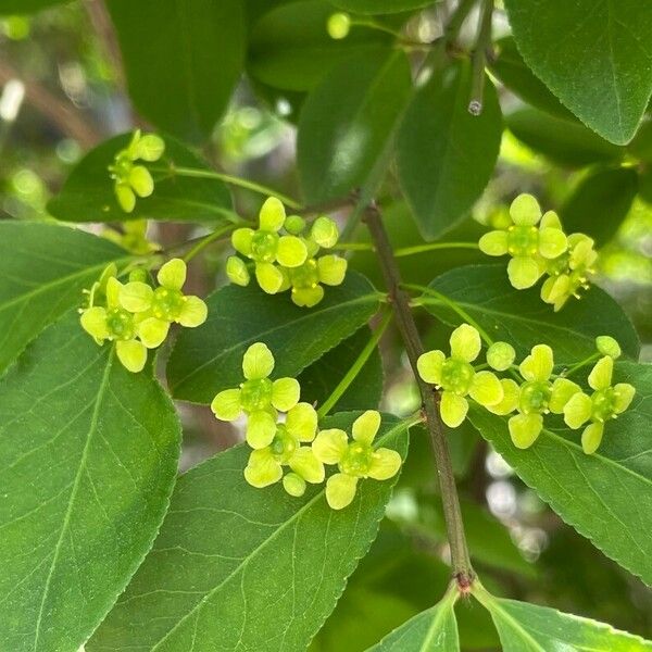 Euonymus alatus Кветка