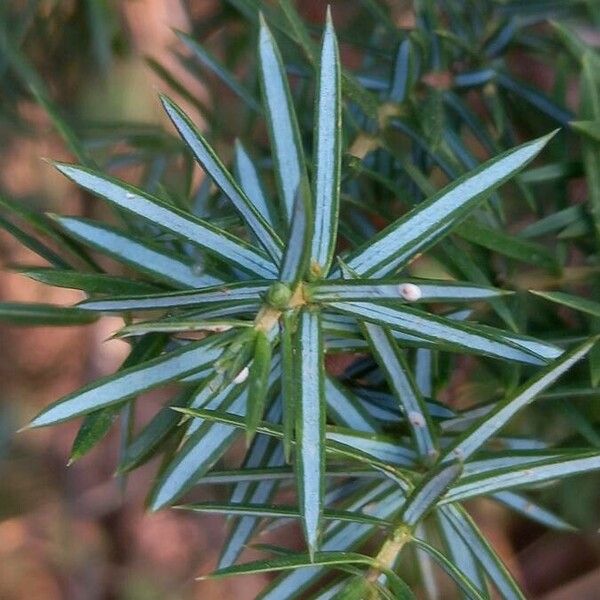 Juniperus communis Lehti