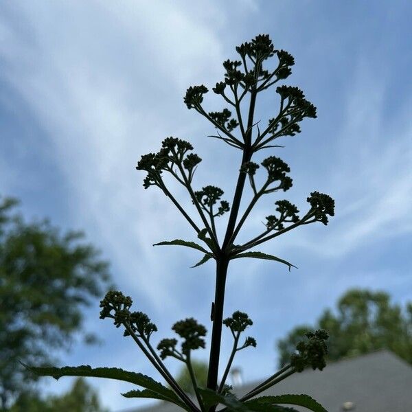 Eutrochium fistulosum Outro