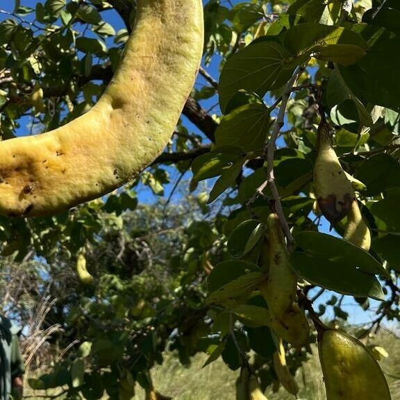 Piliostigma thonningii Fruit