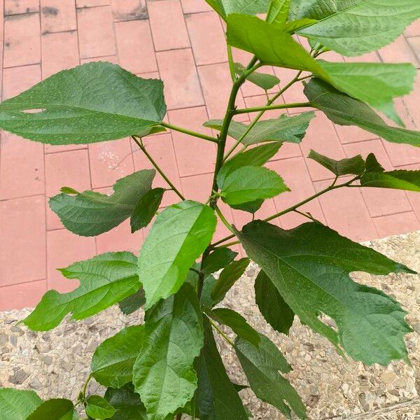 Ficus exasperata Leaf