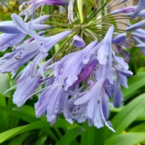 Agapanthus praecox Virág