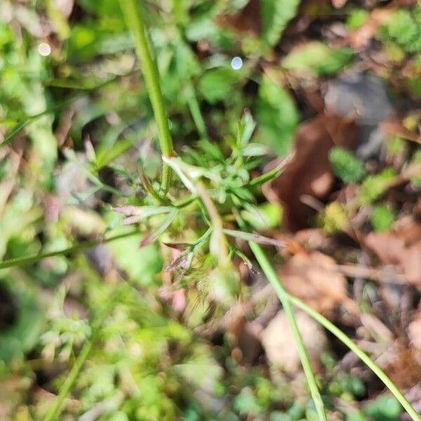 Conopodium majus Blad