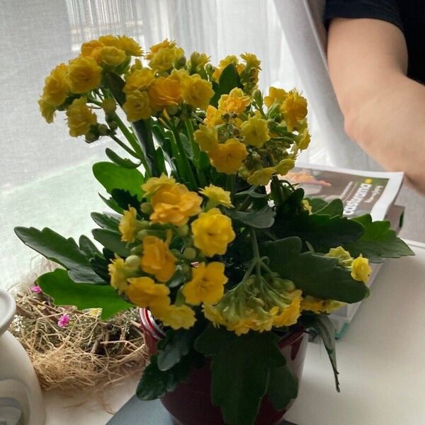 Kalanchoe crenata Flower