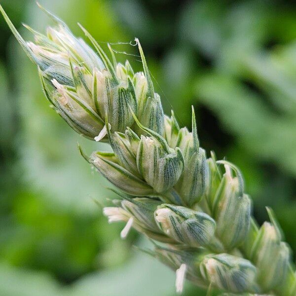 Triticum aestivum Vrucht