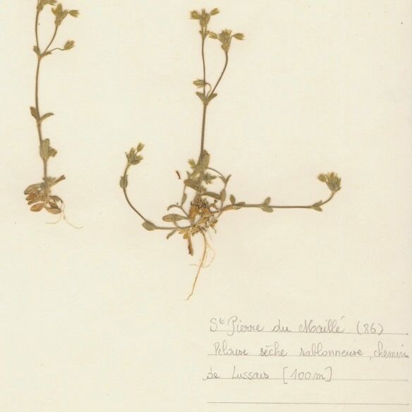 Cerastium brachypetalum ᱛᱟᱦᱮᱸ