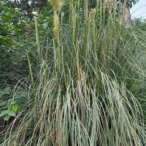 Cortaderia selloana 葉