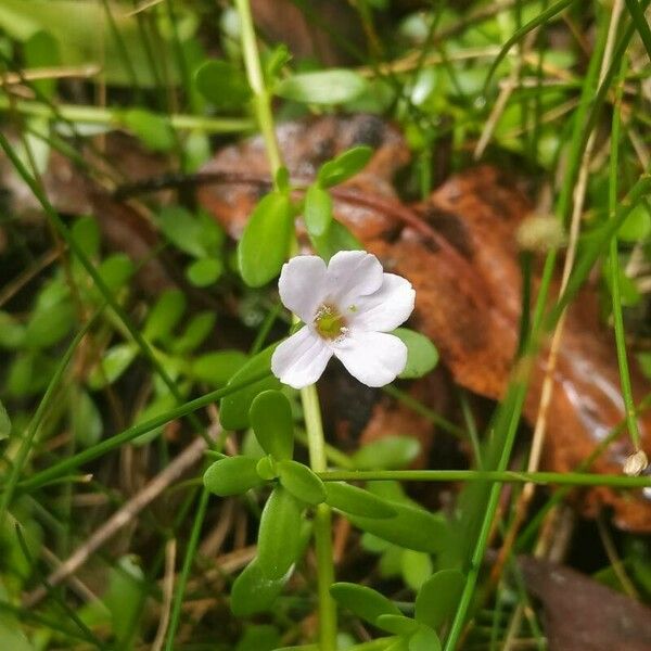 Bacopa monnieri Fiore