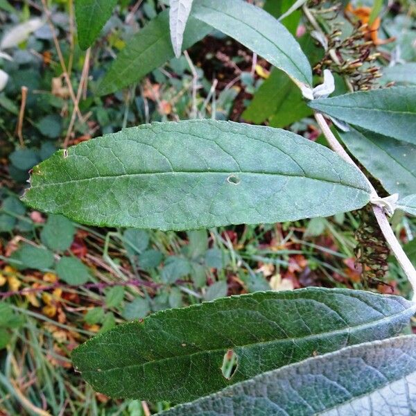 Buddleja davidii Лист