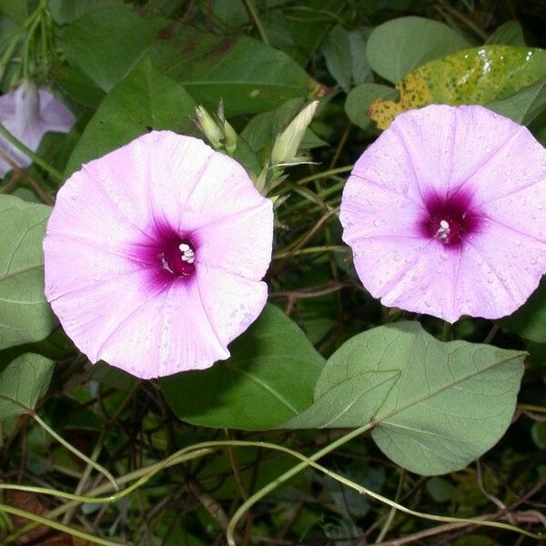 Ipomoea tiliacea Flors