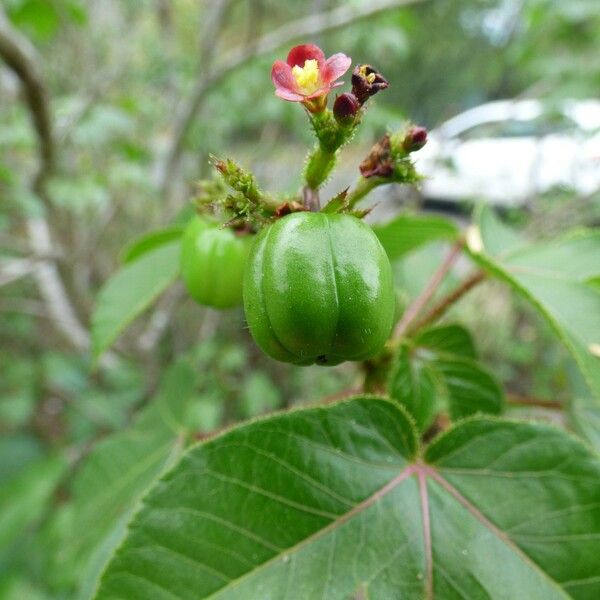 Jatropha gossypiifolia Frucht