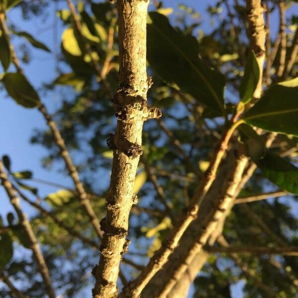 Garcinia livingstonei Koor