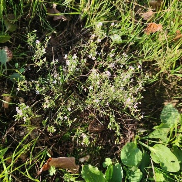 Gypsophila muralis Характер