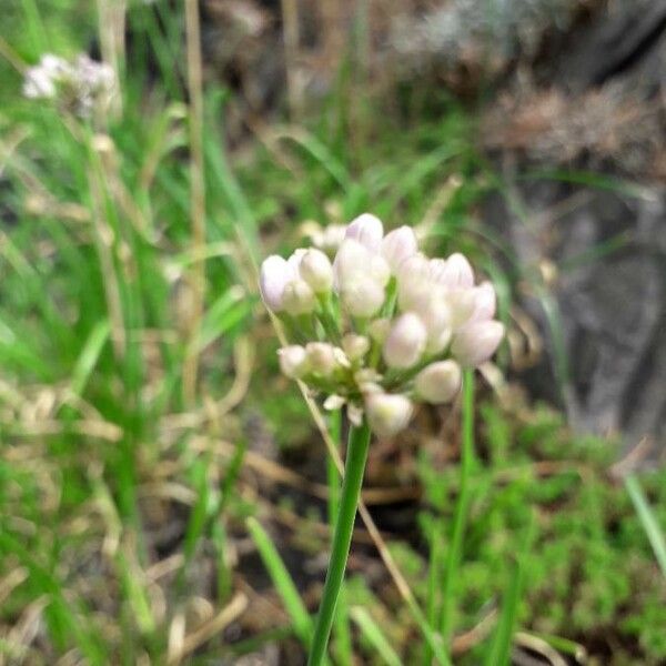 Allium senescens Flower