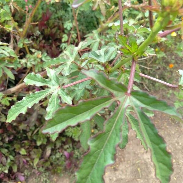 Hibiscus cannabinus Folla