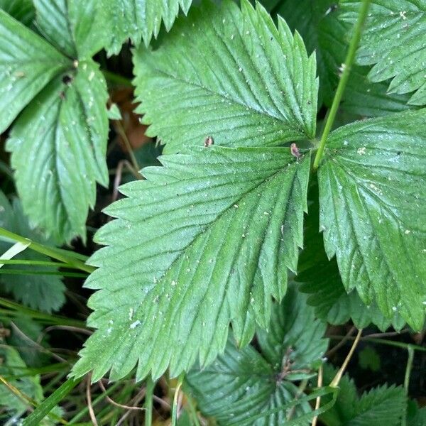 Fragaria moschata Лист