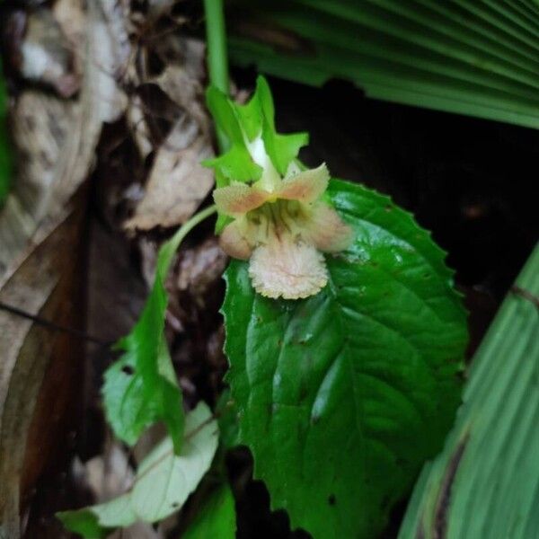 Drymonia serrulata Flower