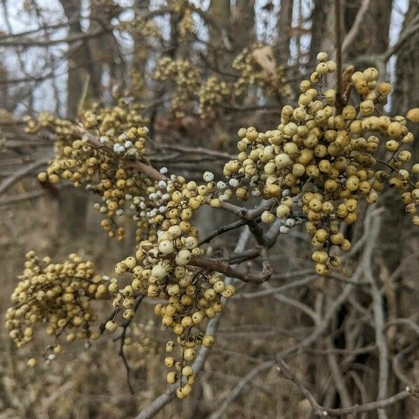 Toxicodendron rydbergii Fruit