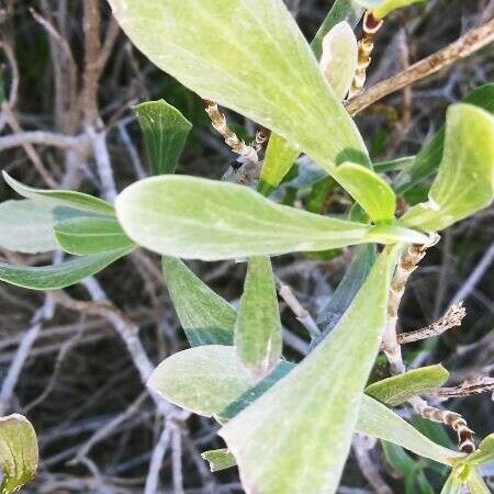 Borrichia frutescens Blatt