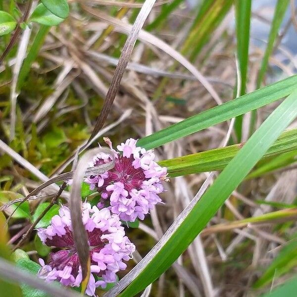 Thymus pulegioides Flor