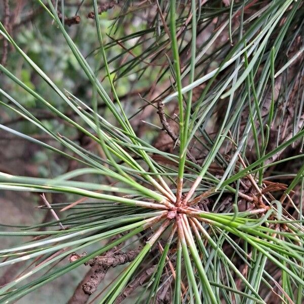 Pinus rigida Folha