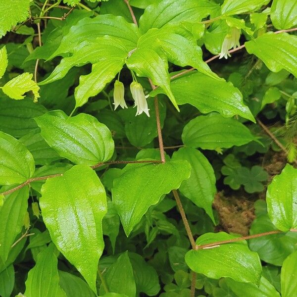 Prosartes smithii Flower