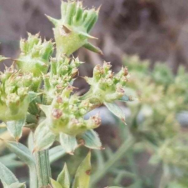 Echinophora spinosa Bloem