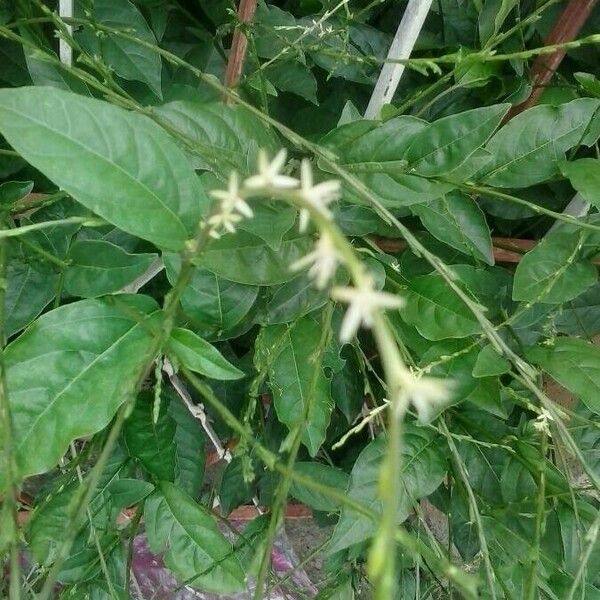 Petiveria alliacea Flor