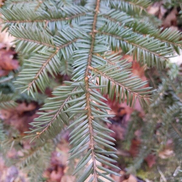 Taxus canadensis Levél