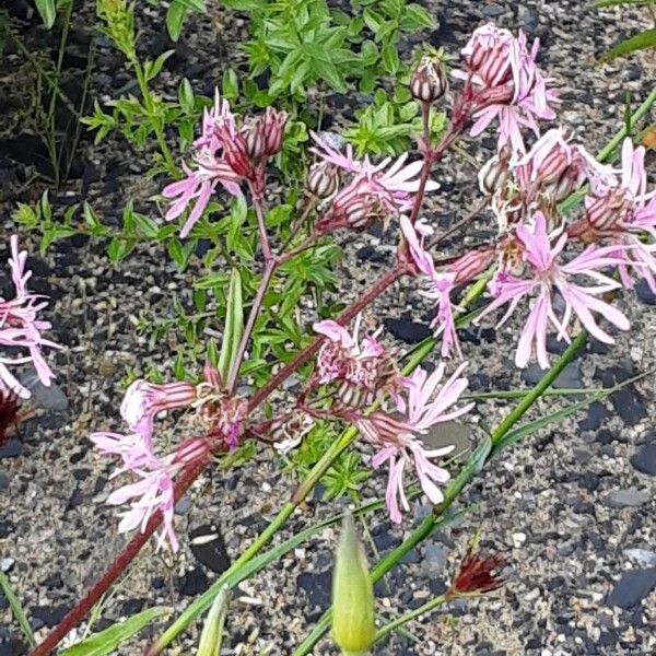 Silene flos-cuculi Květ