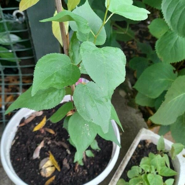 Prunus armeniaca Leaf