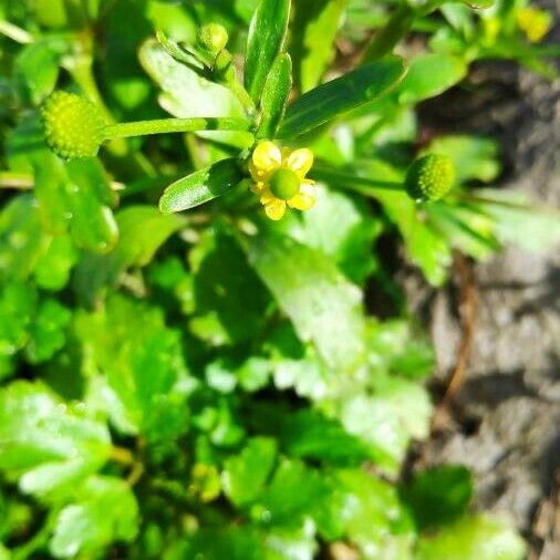 Ranunculus sceleratus Kvet